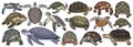 Sea turtle vector cartoon set icon. Vector illustration tortoise on white background. Isolate cartoon set icon sea Royalty Free Stock Photo