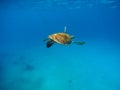 Sea turtle in warm water with blue background. Underwater photography of wild oceanic animal Royalty Free Stock Photo