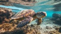 sea turtle in the water. clear water.Generative AI Royalty Free Stock Photo