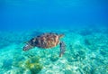 Sea turtle in water. Exotic island seashore environment in tropical lagoon. Royalty Free Stock Photo