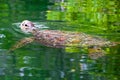 Sea turtle in the water Royalty Free Stock Photo