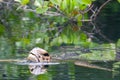 Sea turtle in the water Royalty Free Stock Photo