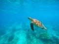 Sea turtle in water. Green turtle underwater photo Tropical lagoon sea animals. Royalty Free Stock Photo