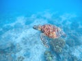 Sea turtle in water. Sea bottom with sand and plants. Tropical seashore with rare marine species. Royalty Free Stock Photo