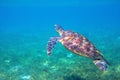 Sea turtle by water surface. Olive green turtle underwater photo. Beautiful marine animal in natural environment