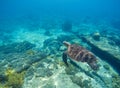 Sea turtle in water. Underwater sea turtle close photo. Green tortoise in blue lagoon.