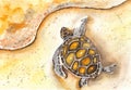 Sea turtle watercolor. Watercolor seascape.