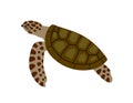 Sea turtle. Wildlife animal concept.