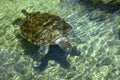 Sea turtle in the Xcaret park in the Riviera Maya of Mexico, this is a place for the breeding of this type of marine animals Royalty Free Stock Photo