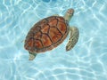 Sea_turtle02