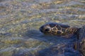 Sea turtles on the beach Royalty Free Stock Photo