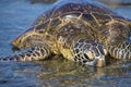 Sea turtles on the beach Royalty Free Stock Photo