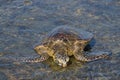 Sea turtles on the beach Royalty Free Stock Photo