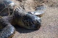 Sea turtles on the beach Royalty Free Stock Photo