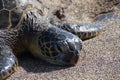 Sea turtles on the beach Royalty Free Stock Photo