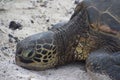 Sea turtles on the beach Royalty Free Stock Photo