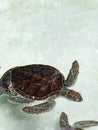 Sea turtles Royalty Free Stock Photo