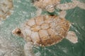 Sea turtles