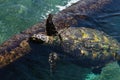 Sea turtles are chordate animals belonging to the reptile class of the turtle order, superfamily Chelonioidea in Eilat