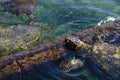 Sea turtles are chordate animals belonging to the reptile class of the turtle order, superfamily Chelonioidea in Eilat