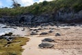 Sea Turtles, Honu, resting on the beach on the Hawaiian Island of Maui. Royalty Free Stock Photo