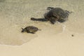 Sea turtles at Hookipa Beach Maui