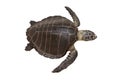 Sea turtles or Marine turtles isolated