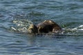 Sea Turtles Mating Royalty Free Stock Photo