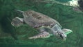 Sea Turtles And Other Marine Life