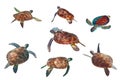 Sea turtles over white Royalty Free Stock Photo