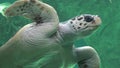 Sea Turtles Reptiles And Wildlife