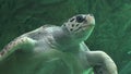 Sea Turtles Reptiles And Wildlife