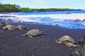 Sea turtles resting or sleeping on the beach. Royalty Free Stock Photo