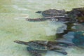 Sea turtles that swam to the shores of Beachcomber Island in Fiji