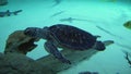 Sea turtles superfamily Chelonioidea footage video