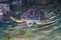 Sea turtles