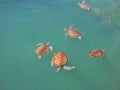 Sea turtles swim in crystal clear water. Royalty Free Stock Photo