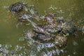 Sea turtles swim in the water park Royalty Free Stock Photo