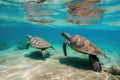 sea turtles swimming in crystal-clear water