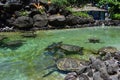 Sea Turtles swimming in a shallow pool Royalty Free Stock Photo