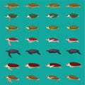 Sea Tutle Various Species Animal Animation Vector Frame