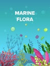 Sea underwater marine background. Marine sea bottom with aqua plants, coral reef underwater seaweed plants, ocean plants, algae,