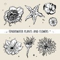 Sea underwater plants and flowers. Decorative vector icons. Royalty Free Stock Photo