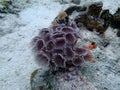 Sea underwater sealife coral beautiful Royalty Free Stock Photo