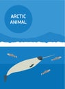 Sea unicorn. Arctic animals. Flat style illustration Royalty Free Stock Photo