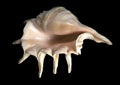 Sea unusual cockleshell Royalty Free Stock Photo