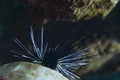 Sea urchin Royalty Free Stock Photo
