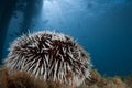 Sea Urchin