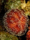 Sea Urchin Royalty Free Stock Photo