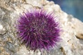 Sea urchin Royalty Free Stock Photo